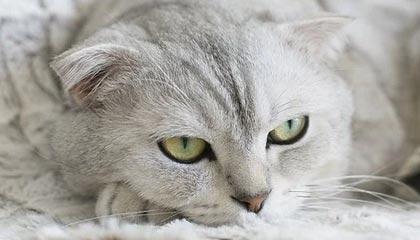 西甲综合：巴萨大胜西班牙人 9分优势领跑